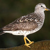 Surfbird